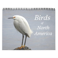Birds of North America  Calendar
