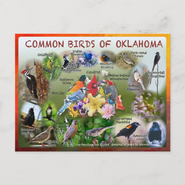 birds of Oklahoma postcard 19r (Front)