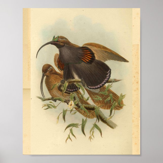 Birds of Paradise Bird Green Colour Vintage Print (Front)