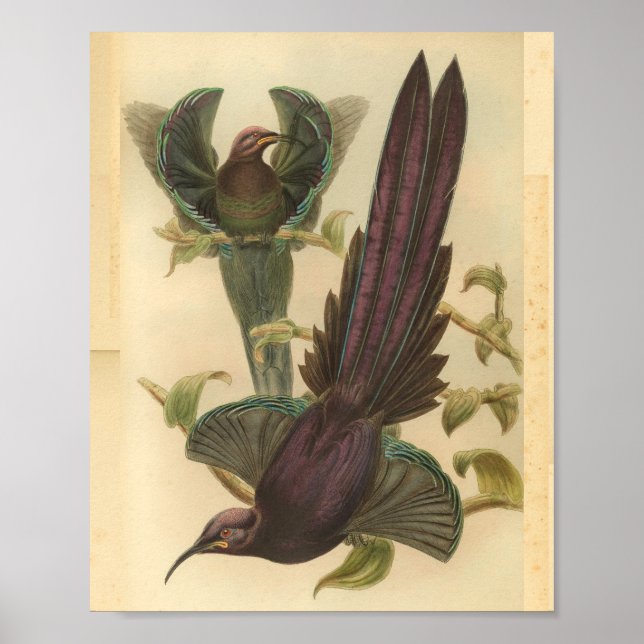 Birds of Paradise Bird Purple Colour Vintage Print (Front)