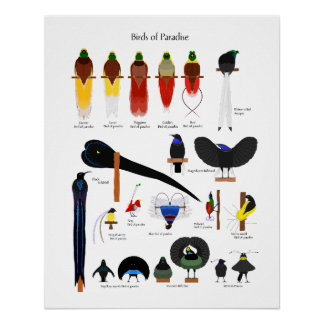 Birds of Paradise chart