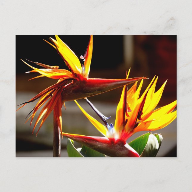 Birds of Paradise : Flower from Mexico Holiday Postcard (Front)