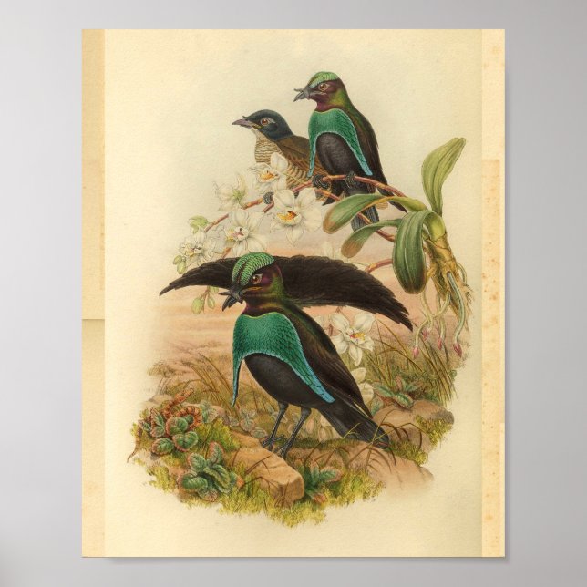 Birds of Paradise Green Blue Vintage Print (Front)