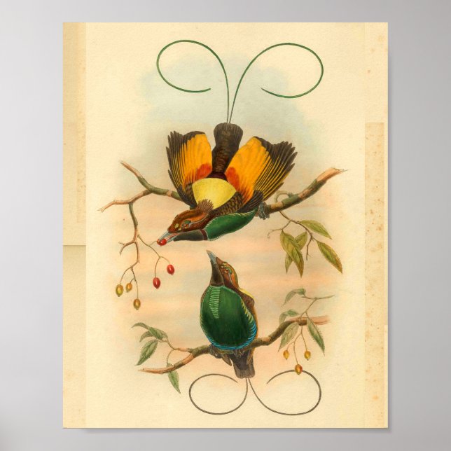 Birds of Paradise Green Yellow Vintage Print (Front)