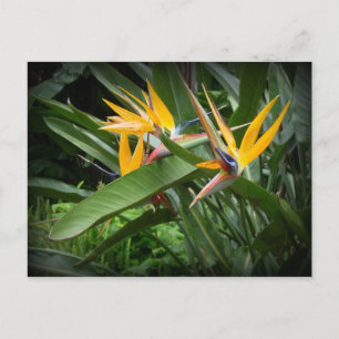 Birds of Paradise Postcard