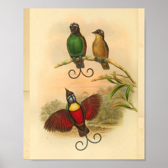 Birds of Paradise Red Green Vintage Print (Front)