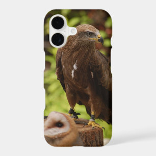 Birds of prey...