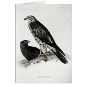 Birds of Prey