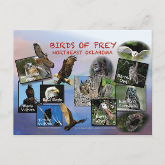 birds of Prey Oklahoma postcard 19r
