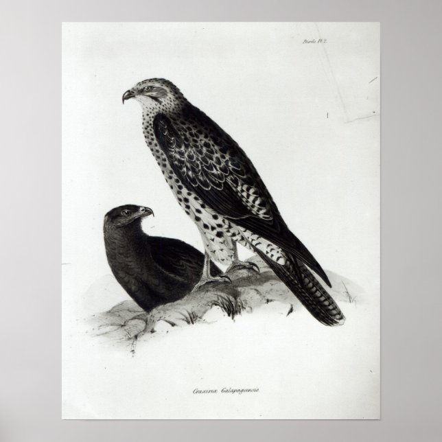 Birds of Prey Poster (Front)