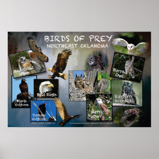 Birds of Prey Poster 19v2