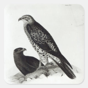 Birds of Prey Square Sticker