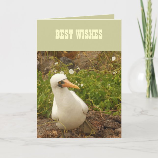 Birds of the Galapagos Islands>Cards and Stickers Card (Front)