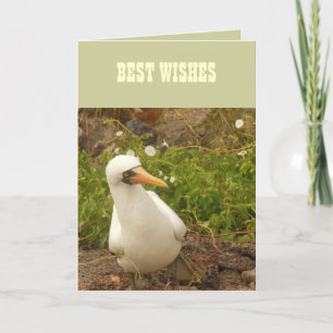 Birds of the Galapagos Islands>Cards and Stickers Card