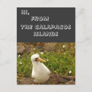 Birds of the Galapagos Islands>Cards and Stickers Postcard