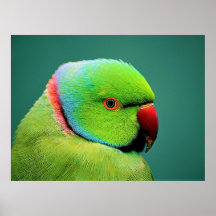 Birds of the World Indian Ring-necked Parrot