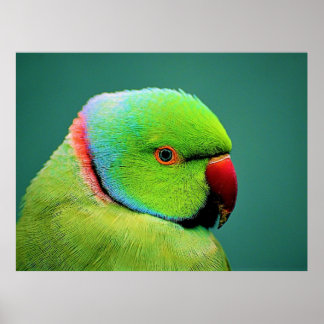Birds of the World Indian Ring-necked Parrot Poster
