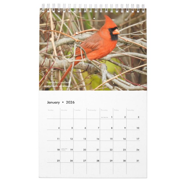 Birds of Western New York Calendar (Jan 2026)