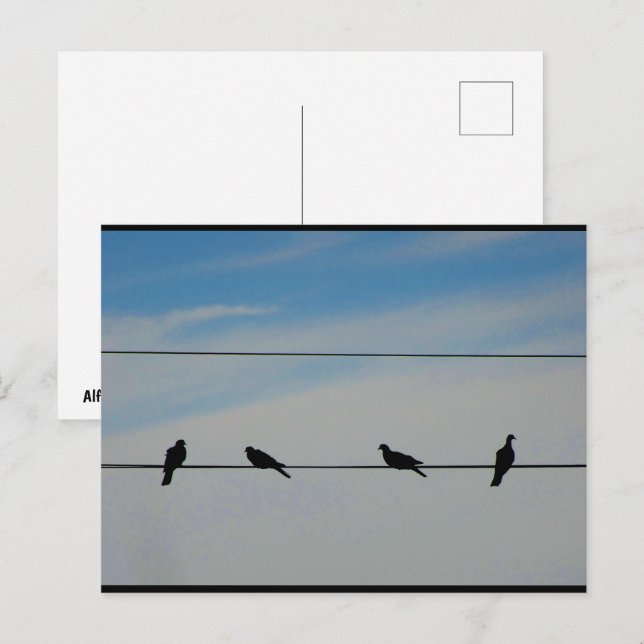 Birds on a Wire Postcard (Front/Back)