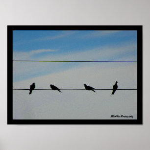 Birds on a Wire Poster