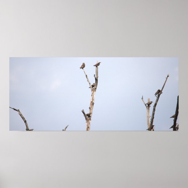 Birds on Branches Poster (Front)
