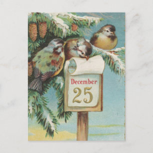 Birds on Decemeber 25th Holiday Postcard