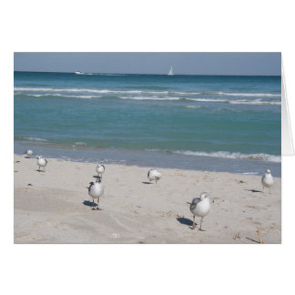 birds on ocean beach