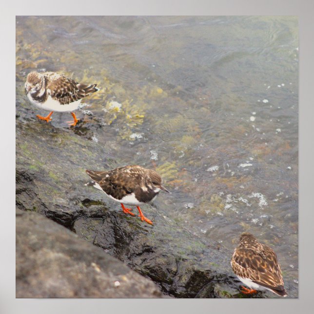 Birds on Rock Photo Poster (Front)