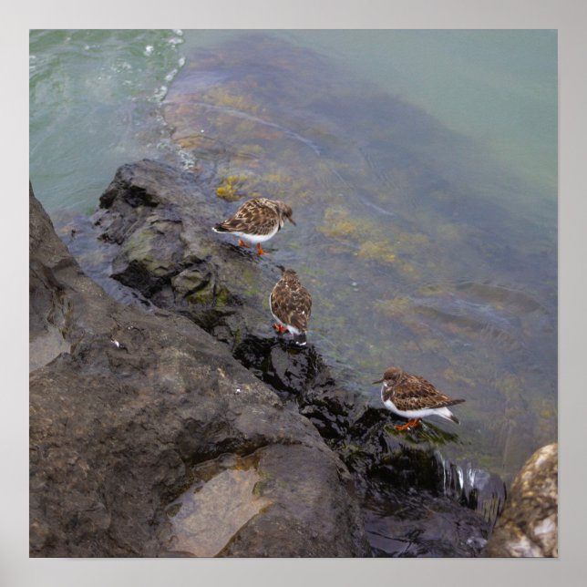 Birds on Rocks Photo Poster (Front)