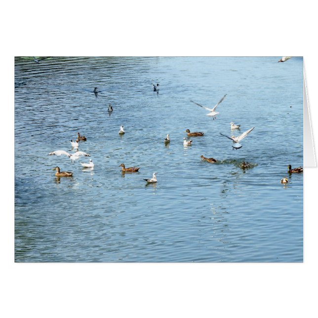 Birds On Summer River (Front Horizontal)