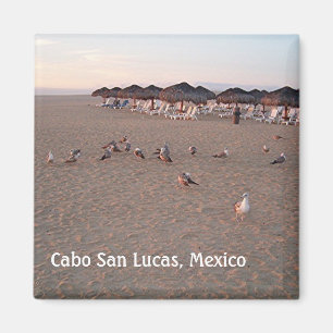 Birds on the beach in Cabo Magnet
