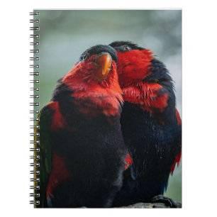 Birds, Parrots, Ornithology Notebook