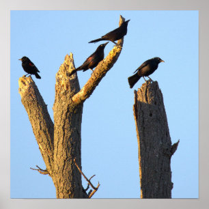 Birds Perched on Tree Poster