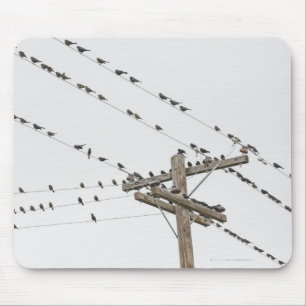 Birds perched on wires mouse mat