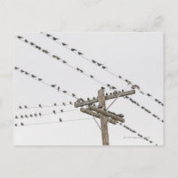 Birds perched on wires