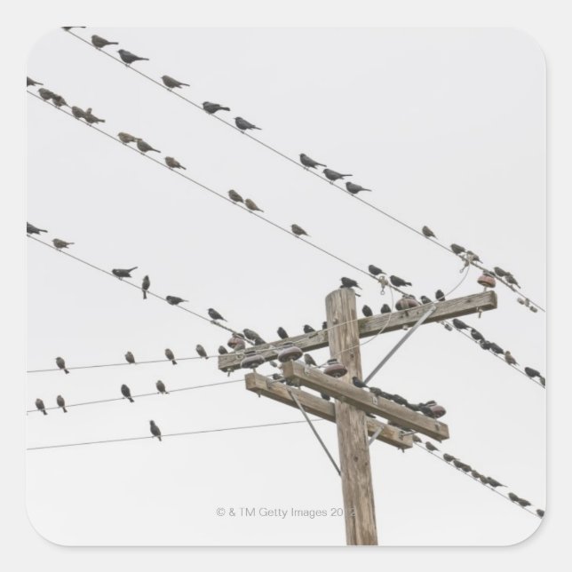 Birds perched on wires square sticker (Front)