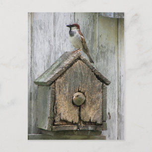 Birds Postcard
