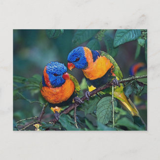 Birds Postcard
