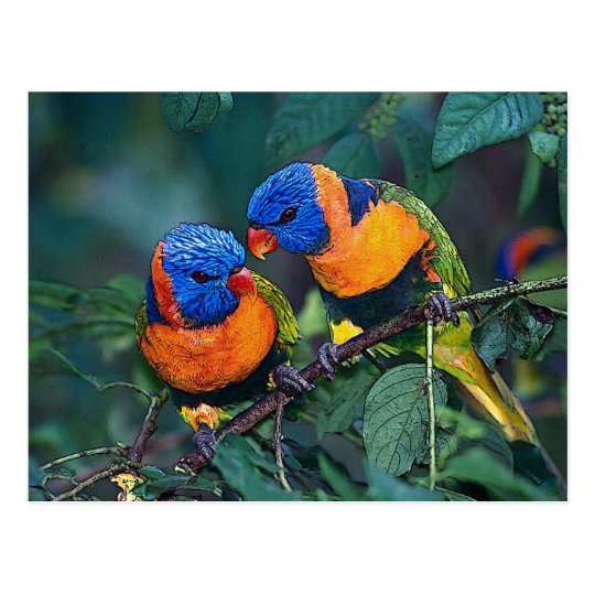 Birds Postcard