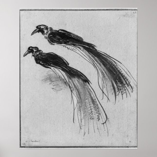 Birds Poster (Front)