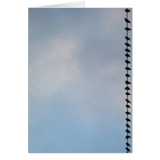 Birds, San Francisco