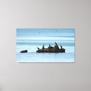 Birds, Sea Photo Stretched Canvas Print