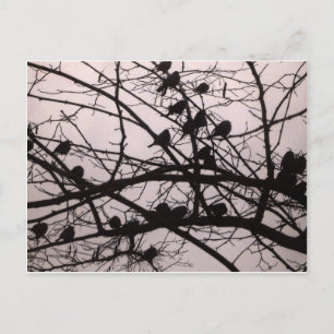 Birds Silhouettes.jpg Postcard