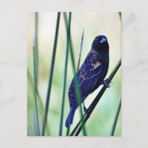 Birds Swamps Postcard