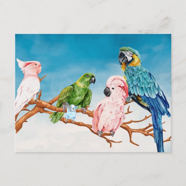 Birds Watercolor Parrot Macaw Cockatoo Parakeet Postcard (Front)