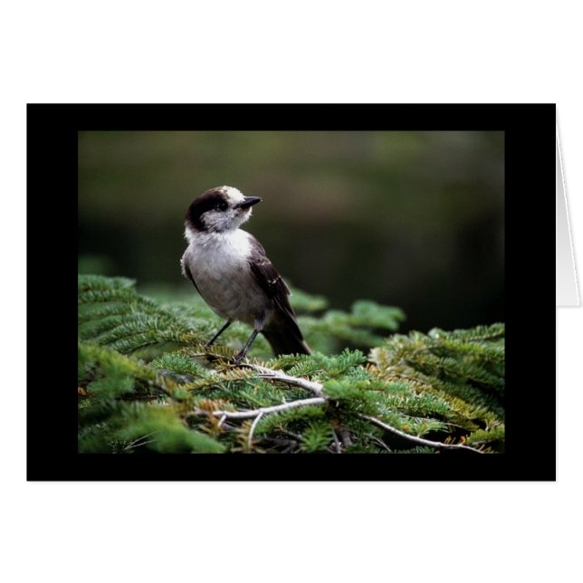 Birds Wild 192 (Front Horizontal)