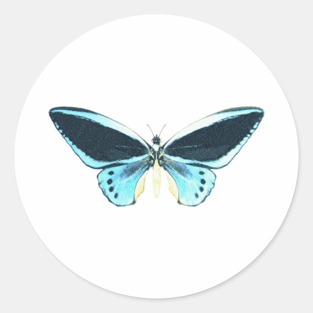 Birdwing Butterfly Classic Round Sticker (Front)