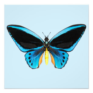 Birdwing Butterfly Photo Print