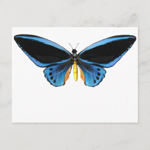 Birdwing Butterfly Postcard