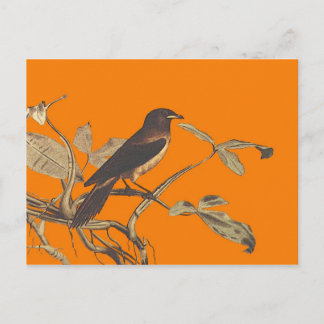 Birdybird Postcard